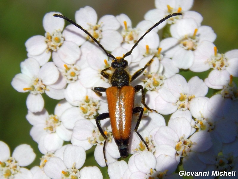 Paracorymbia fulva